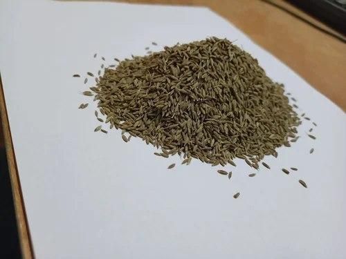 Buy high-quality cumin seeds (Cuminum cyminum) at wholesale prices. Export-grade, 99% purity, machine-cleaned, and sortex available. Ideal for spice blends, curries, bakery, and medicinal use. Bulk supply with worldwide shipping. - Image 3