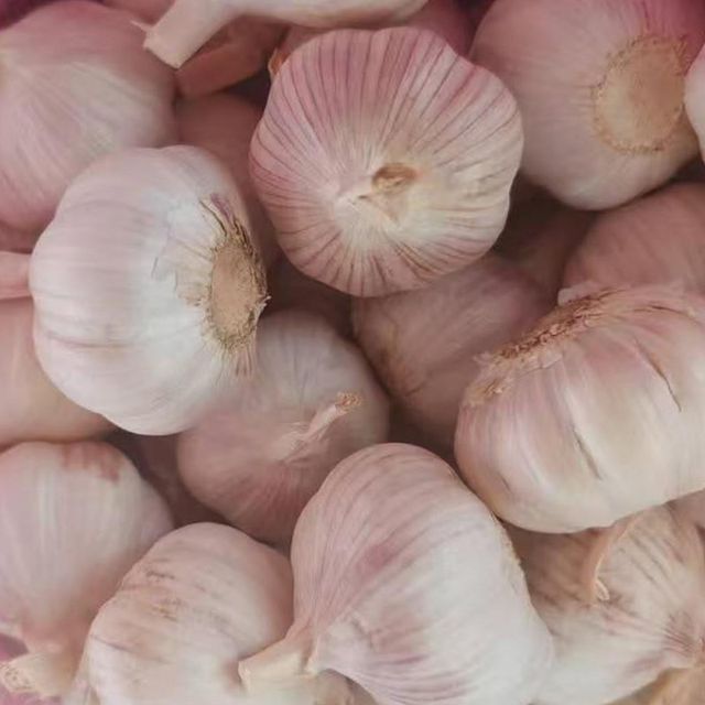 Normal White and Pure White Garlic from Yantai Keyrise China - Image 3