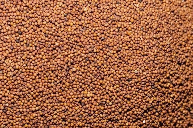 Reliable finger millet wholesale bulk supply premium grains delivery - Image 3