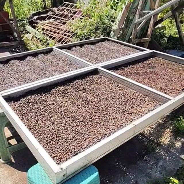 Coffee Green Bean Grade Class 1 Type Robusta and Arabica Green Coffee Beans Place of Origin Aceh, Jawa Tengah – - Image 4