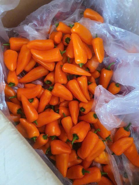 Yellow, red and green Capsicum Form Uniform Quality GOOD Size 140-350gr Origin Vietnam Grade CLASS A & B Weight (kg) 140-350gr - Image 5