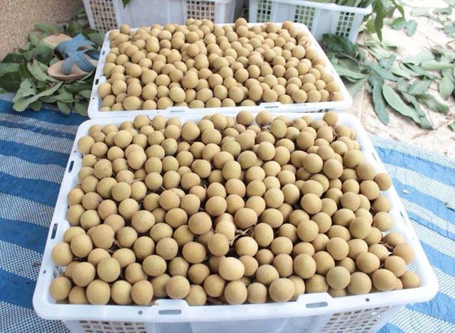 Fresh Longan fruit Vietnam with high quality low price and VIETGAP certification for export ready to shipping EU ,US ASIA Market - Image 3