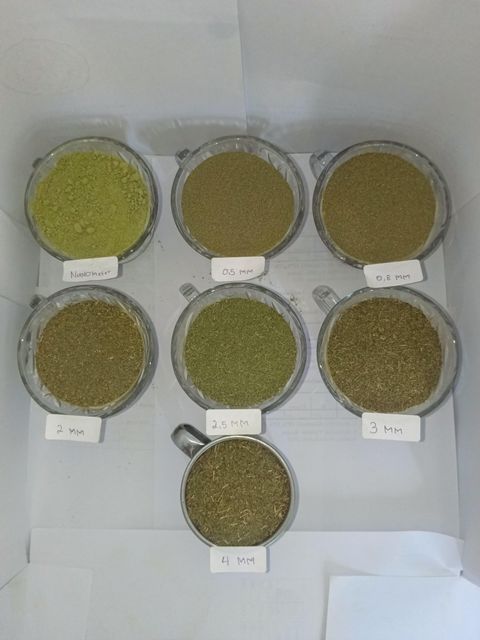 Kratom (Mitragyna Speciosa) - Image 2