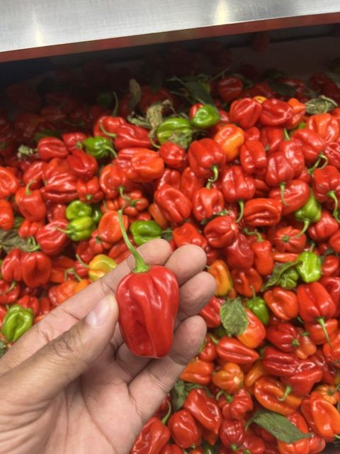 PEPPER HABANERO - Image 4
