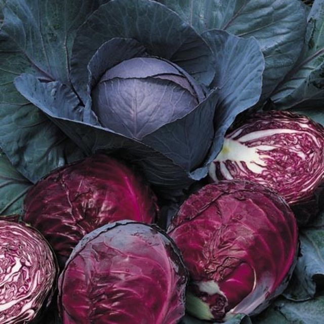 new organic red acre cabbage Content / Style Fresh Variety all Type Cabbage Weight (kg) 0 Ingredients / Address durban Shelf Life 1 - Image 1