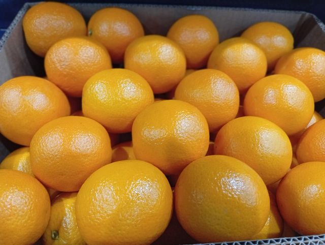 Fresh South African Lemons, Oranges, Grapefruit, Mandarins, Lime for sale, 100% Organic, NEW CROPS!! – product photo 3, product detail gallery