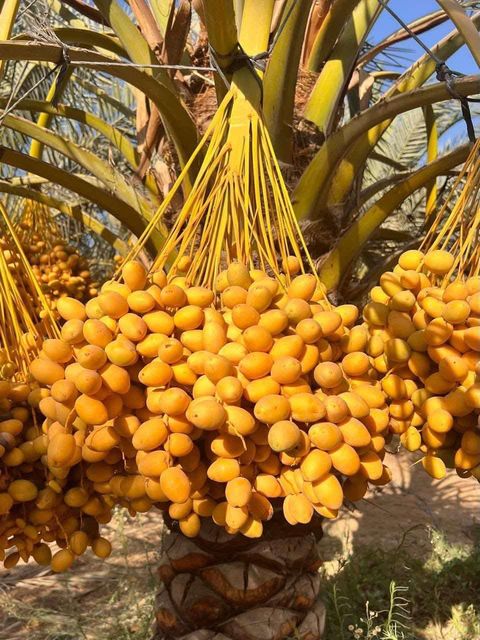 Fresh Barhi dates -Premium Qality From Egypt - Image 3