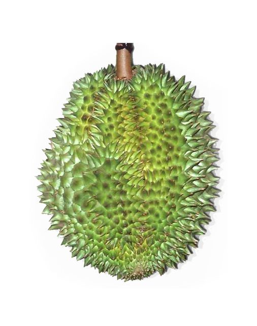 Seed Durian Fruit Export Grade Pack 500g Sweet Fresh Durians from Thailand Fresh Durian Fruit for sale Small - Image 6