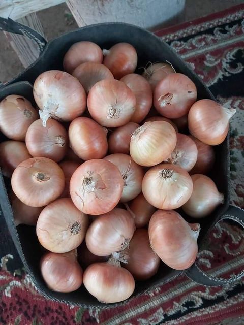 Onions Organic No Origin Egypt - Image 1