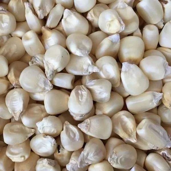 Yellow Yellow Corn Yellow Product Name Corn Type Corn (Maize) Use Chicken feed, Livestock Flavor Natural taste - Image 3