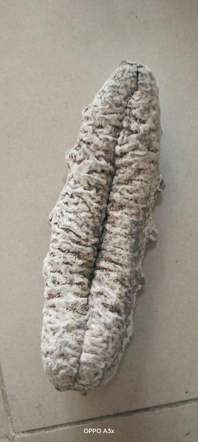Dried Sea cucumbers - Image 5
