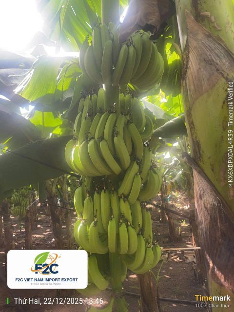 Cavendish Banana from Viet Nam – product photo 4, product detail gallery