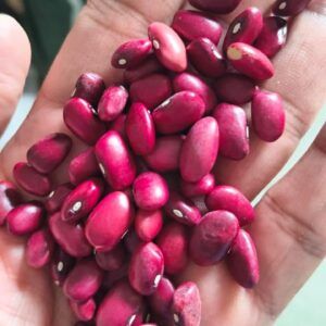 Red Kidney Beans Color Red Texture Starchy Harvesting Practice Harvested At Peak Ripeness Soil Benefit Enriches Soil Through Nitrogen Fixation - Image 1