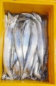 Mackerel Fish - Image 4