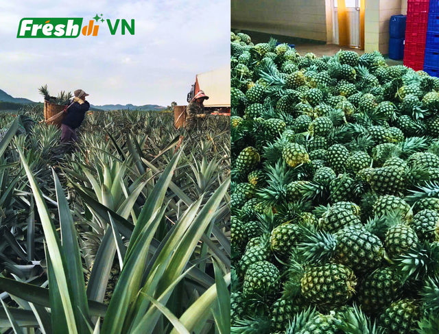 High Quality Fresh Pineapple - Image 5