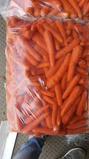 Carrot - Image 2