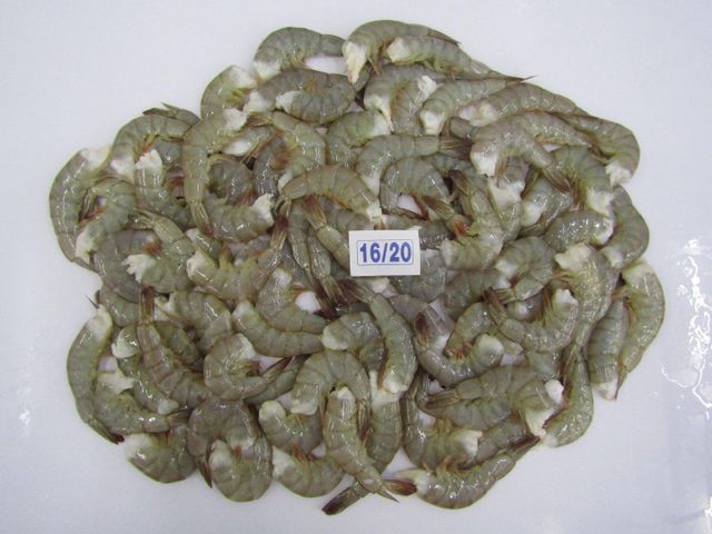 Shrimps and squid - Image 1