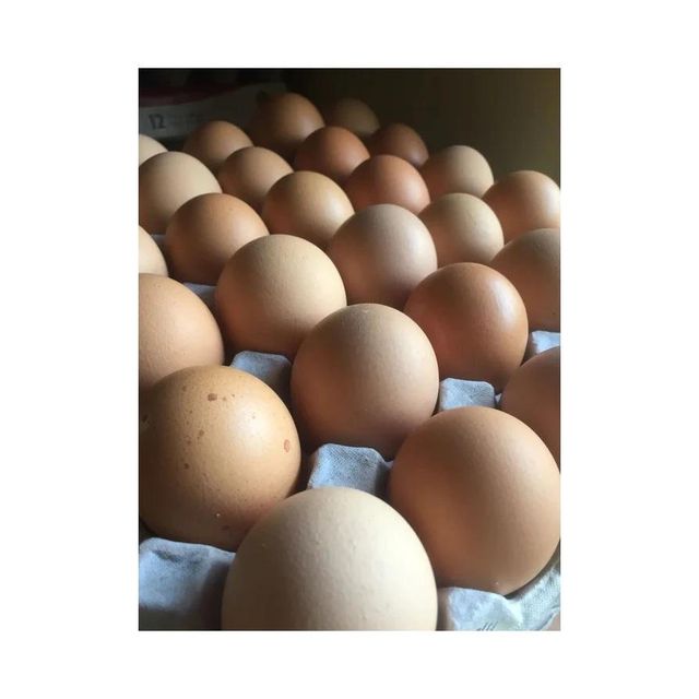 Fresh Brown and White Shell Chicken Eggs - Image 3