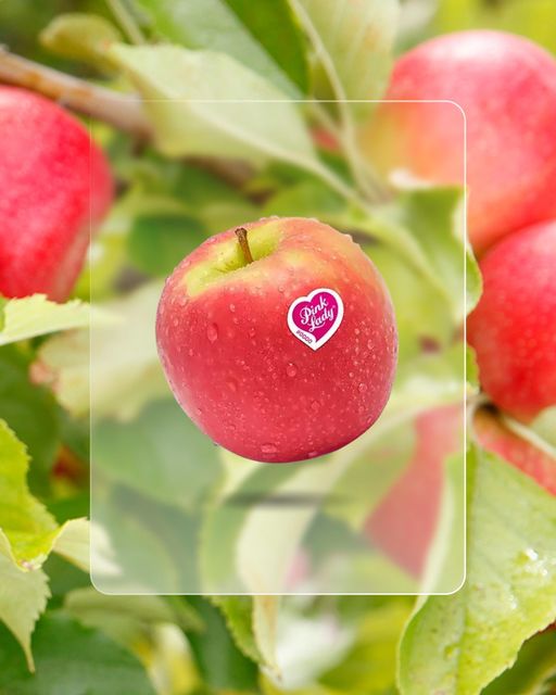 Fresh Quality Pink Lady Apples for sale - Image 2