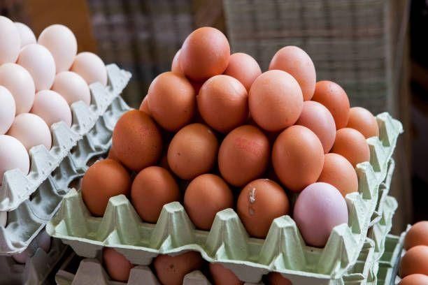 High Quality Fresh Fertile Table Eggs Brown and White Preserved Frozen Cooked High Protein 12trays*30eggs Chicken Eggs - Image 5