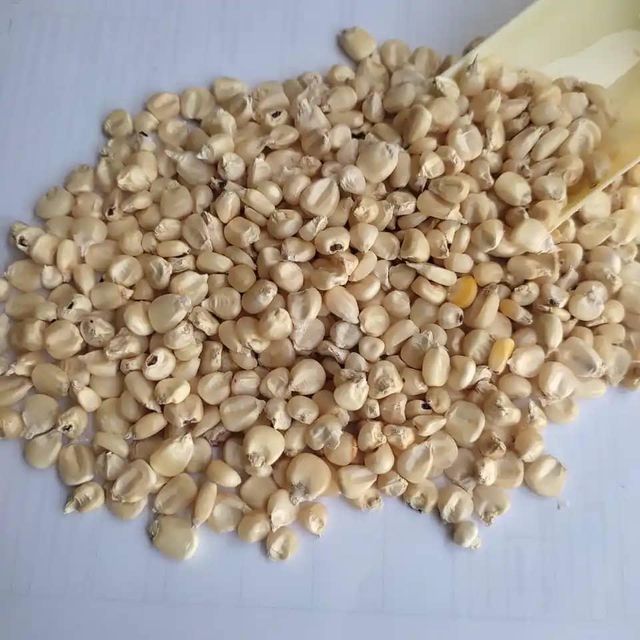 QUALITY WHITE MAIZE FOR HUMAN CONSUMPTION PLEASE KINDLY CONTACT ON WHATSAP +255762500052 - Image 3