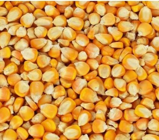 Dry Yellow Corn – Continuous Supply from 5,000 MT per Shipment - Image 1