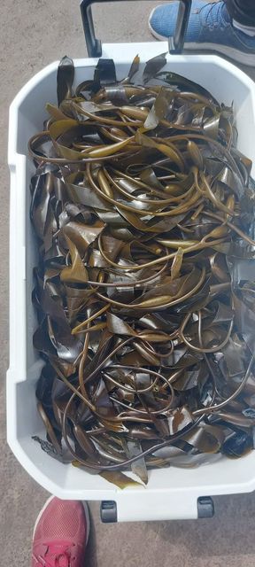 Macrocystis Dried seaweed Brown from peru - Image 5