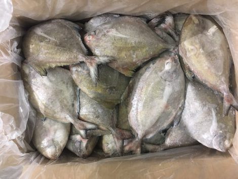 Frozen Seafood IQF Whole Round Black Pomfret Fish For Whole Sale - Image 2
