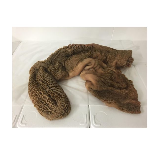 Dried salted Frozen Beef Omasum/ Cow Stomach/ Halal - Image 3
