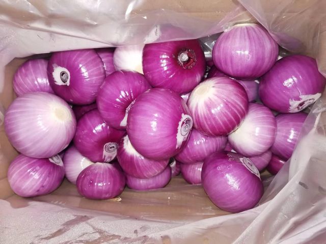 Vacuum Packed Fresh Peeled Onion for Cooking and Food Processing - Image 5