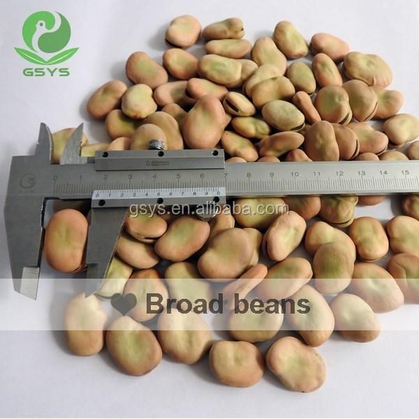 Hot Sale Broad Beans - Image 3