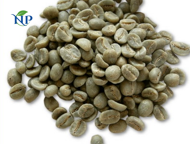 Robusta Coffee scr16 ( 6,30 mm)-Clean - Image 2