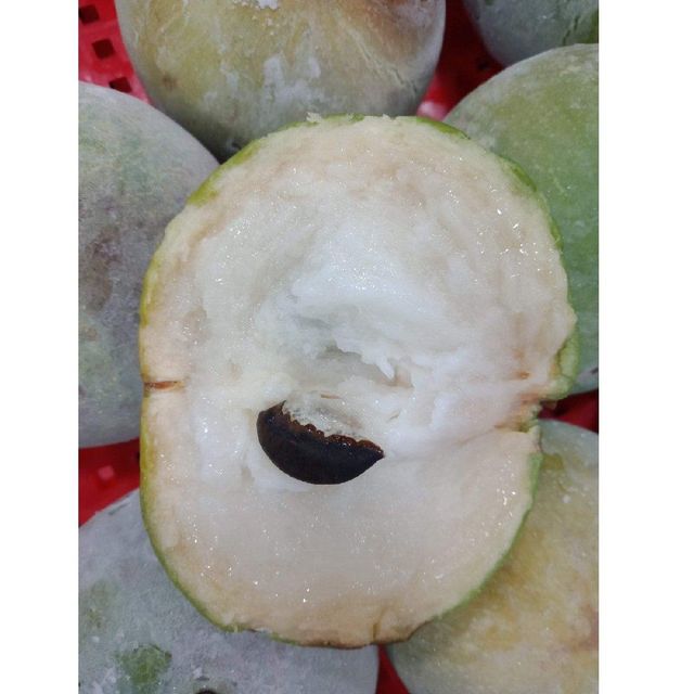 Bulk Selling 100% Natural Mature Organic Star Apple Fresh and COMMON Carton Box with 8 Days Shelf Life Fresh Fruit - Image 3