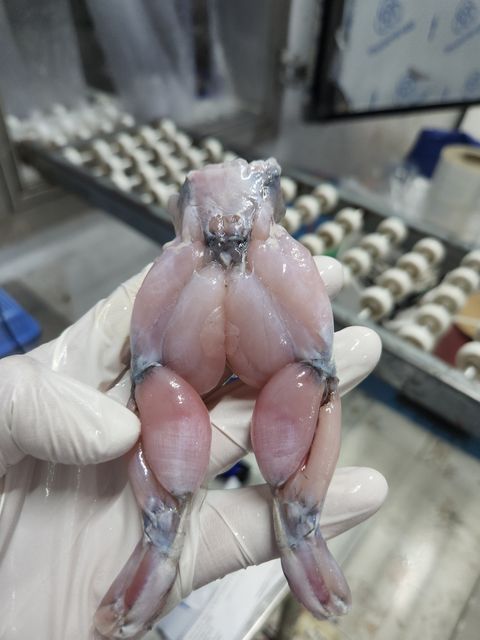 farm raised wholesale export frog legs frozen food Shape Piece Weight 10 Kg Color Natural Type Frozen Food Brand Name - Image 3