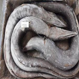 Ribon fish - Image 1