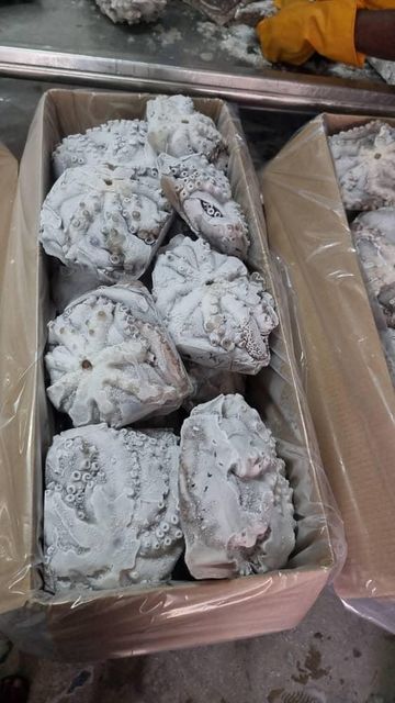 Tuna fish and King Fish, Octopus and Other grouper Fish Grade A Packaging A Drying Process a Processing Standards Haccp, Eu, Fda Compliant - Image 4