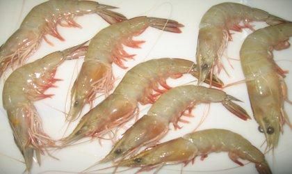 Frozen White Shrimp & Vannamei Prawns Exporter India | HOSO HLSO PUD PD PDTO | IQF & Block Frozen - Image 2