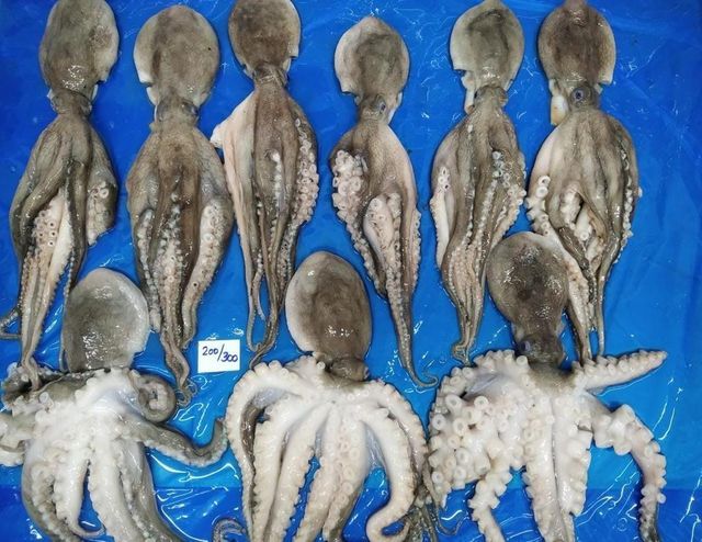octopus / squid - Image 2