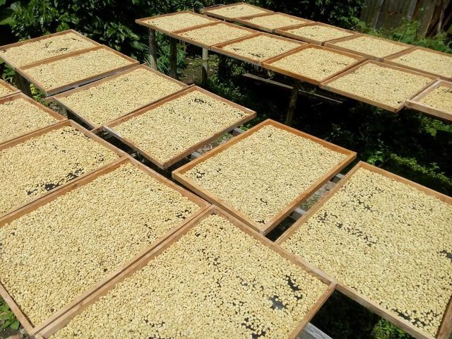 Premium Gayo Arabica Fully Washed - Image 5