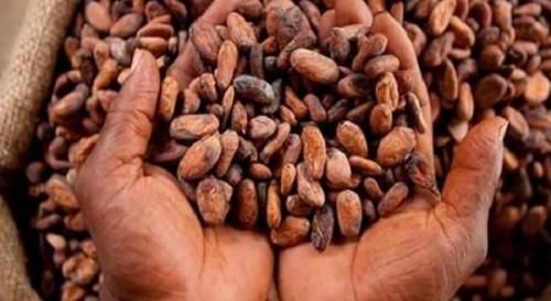 Cacao beans - Image 2