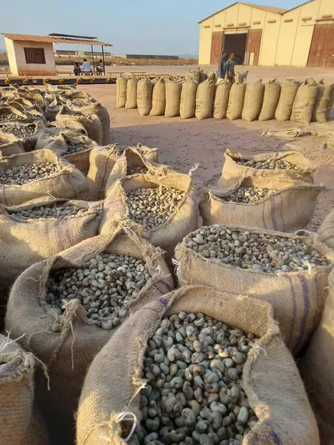 Raw Cashew Nuts - Image 4