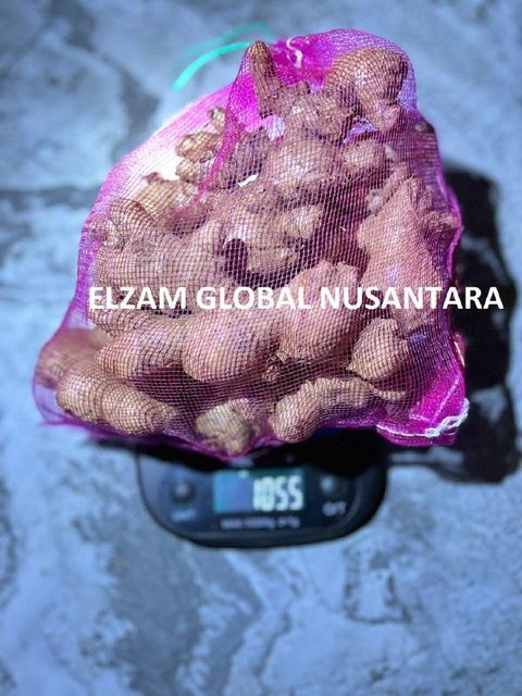 Indonesian Fresh Elephant Ginger / Cleaned High Quality Natural Spices for Wholesale Export - Image 4