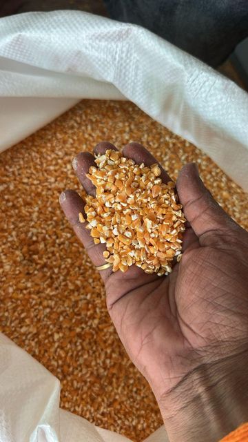 Yellow Maize (animal feed) - Image 4