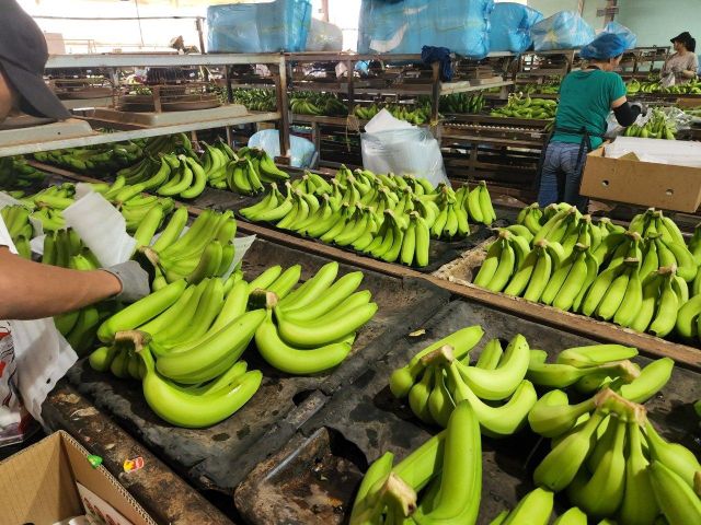 Fresh Banana – product photo 3, product detail gallery