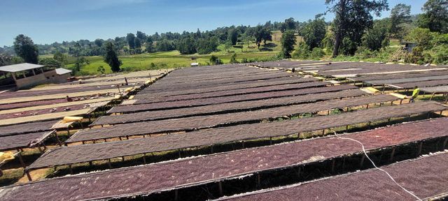 coffee beans Organic Yes Origin Ethiopian Bean Type - Image 1