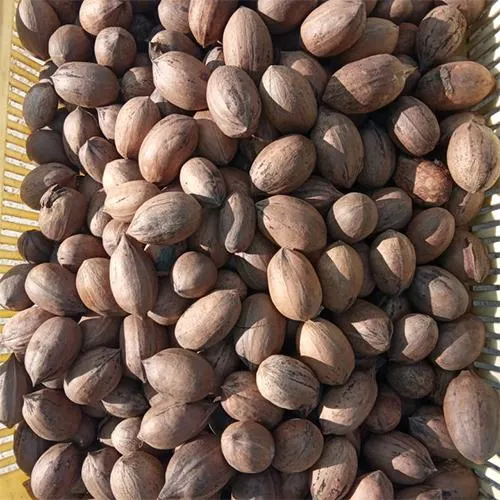 Natural Raw Pecan Nuts Whole Fresh Nuts Bulk & Wholesale Options Cheap Prices - Image 4