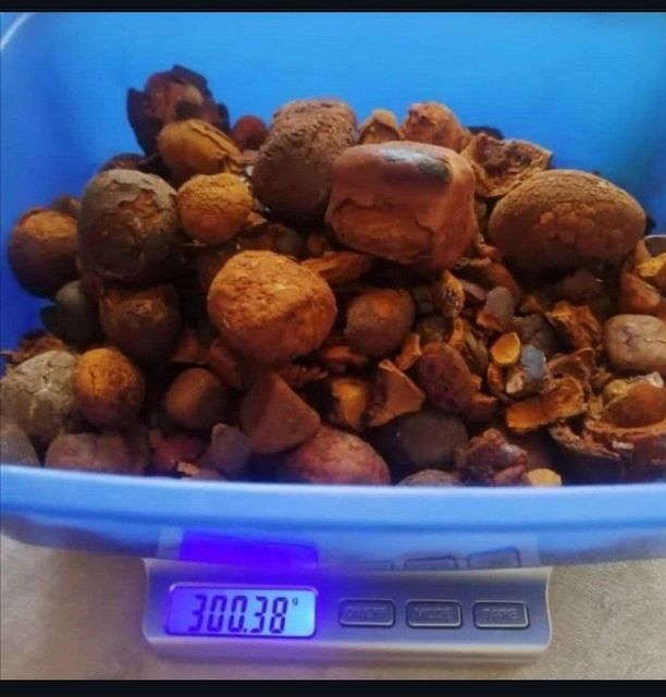 High Quality Premium Natural Ox Gallstones Cattle Hand-Picked Animal Extracts Food Grade Made in Germany 2 Year Shelf Li - Image 4