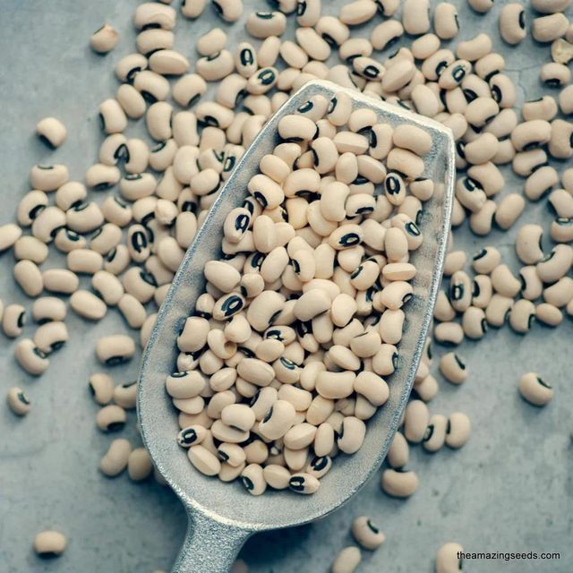 Selected Black Eyed Peas Rich In Iron And Fiber Black Eyed Peas Processed With Advanced Techniques For Consistent Quality - Image 3