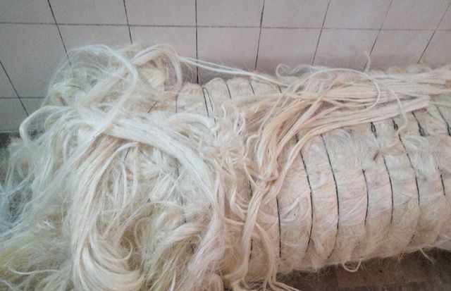 Natural Sisal Fibre - 110-130cm Length White and Cream Colors | Grade A Purity 98-99.5% Eco-Friendly - Image 2