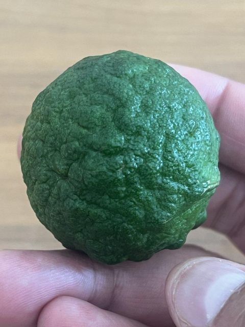 Kaffir Lime - Image 4